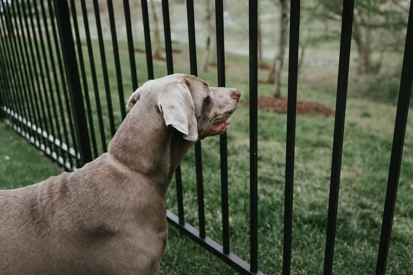 Pet and Dog Fencing in Merced, CA